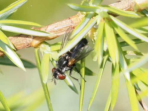 Staurochaeta albocingulata