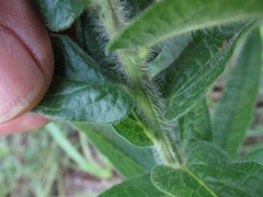 Asclepias tuberosa interior
