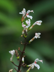 Alpinia oblongifolia