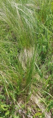 Stipa tirsa