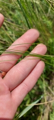 Stipa tirsa