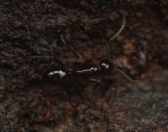 Prolasius nitidissimus