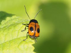 Cryptocephalus bipunctatus