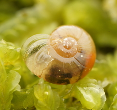 Prolesophanta nelsonensis
