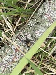 Alopecosa pulverulenta