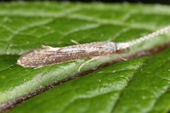 Leptocerus americanus