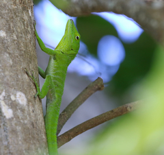 Anolis garmani