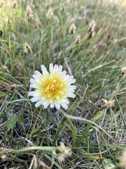 Taraxacum leucanthum