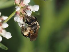 Taeniandrena