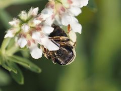 Taeniandrena