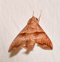 Perigonia lusca