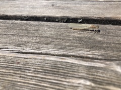 Sympecma fusca