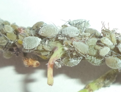 Brevicoryne brassicae