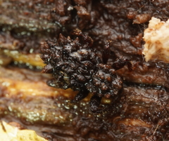 Roptoperus