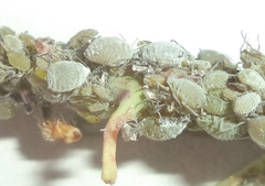 Brevicoryne brassicae