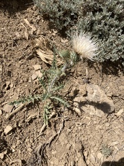 Cirsium canescens