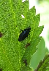 Plagiognathus arbustorum