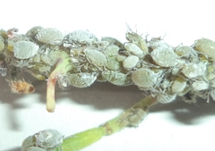 Brevicoryne brassicae