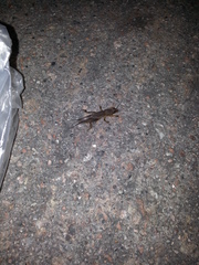 Gryllotalpa orientalis