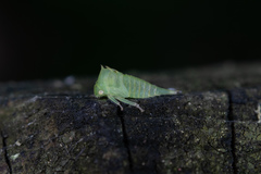 Stictocephala militaris