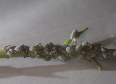 Brevicoryne brassicae