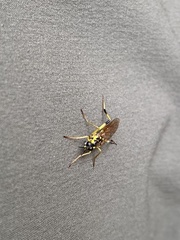 Xylomya tenthredinoides