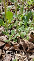 Erigeron pulchellus pulchellus