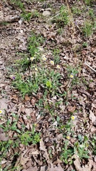 Erigeron pulchellus pulchellus