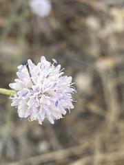 Cephalaria joppensis