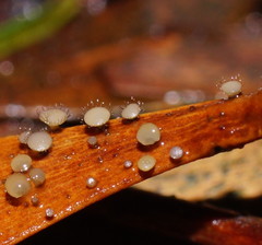 Hymenotorrendiella eucalypti image