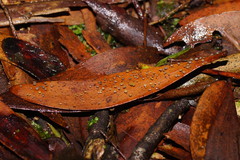 Hymenotorrendiella eucalypti image