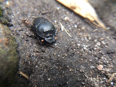 Onthophagus rugulosus