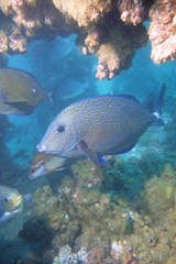 Prionurus maculatus