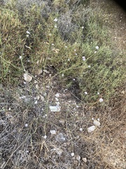 Cephalaria joppensis