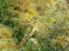 Parablennius intermedius