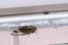 Vagitanus terminalis