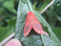 Matsumursine horishanella