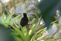 Nesopsar nigerrimus