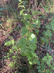 Ageratina jucunda