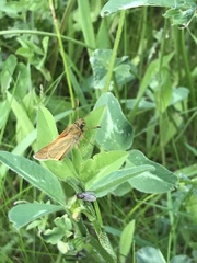 Ochlodes sylvanus