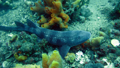 Brachaelurus waddi