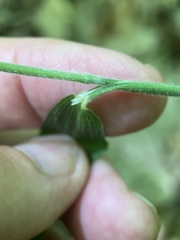 Brachyelytrum aristosum