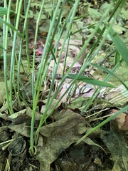 Brachyelytrum aristosum