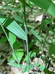 Brachyelytrum aristosum