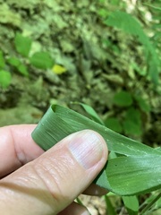 Brachyelytrum aristosum