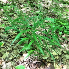 Brachyelytrum aristosum