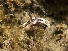 Goniodorididae