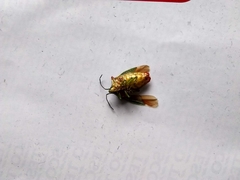 Acanthosoma haemorrhoidale