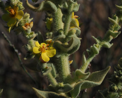 Verbascum sinaiticum