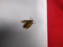 Acanthosoma haemorrhoidale